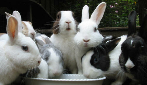 Konijnen... Konijnen