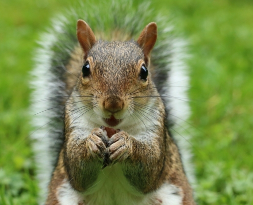 Eekhoorns... eekhoorns