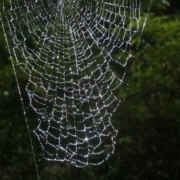 Haiku: Web