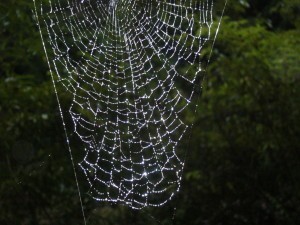 Haiku: Web