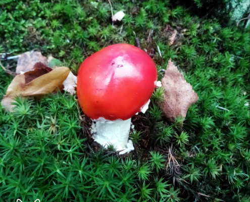 paddenstoelen spanderswoud - 009