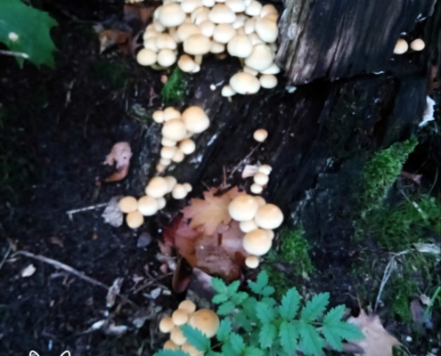 Op jacht naar paddenstoelen in het Spanderswoud