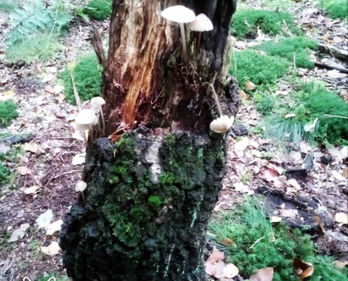 Op jacht naar paddenstoelen in het Spanderswoud