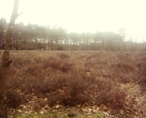 Stevige wandeling langs Hilversum, heide en bos