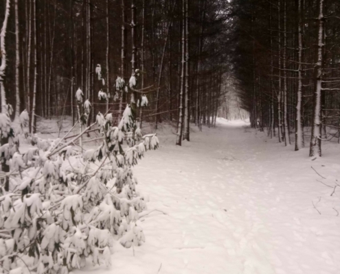 Zondagse wandeling op Monnikenberg in de sneeuw