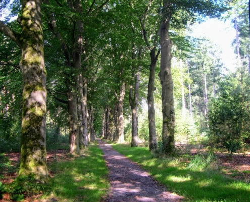 Wandeling door het Pijnenburg bos en Monnikenberg